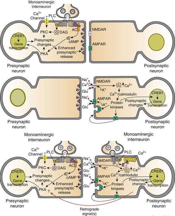 synaptic_plasticity_small.png